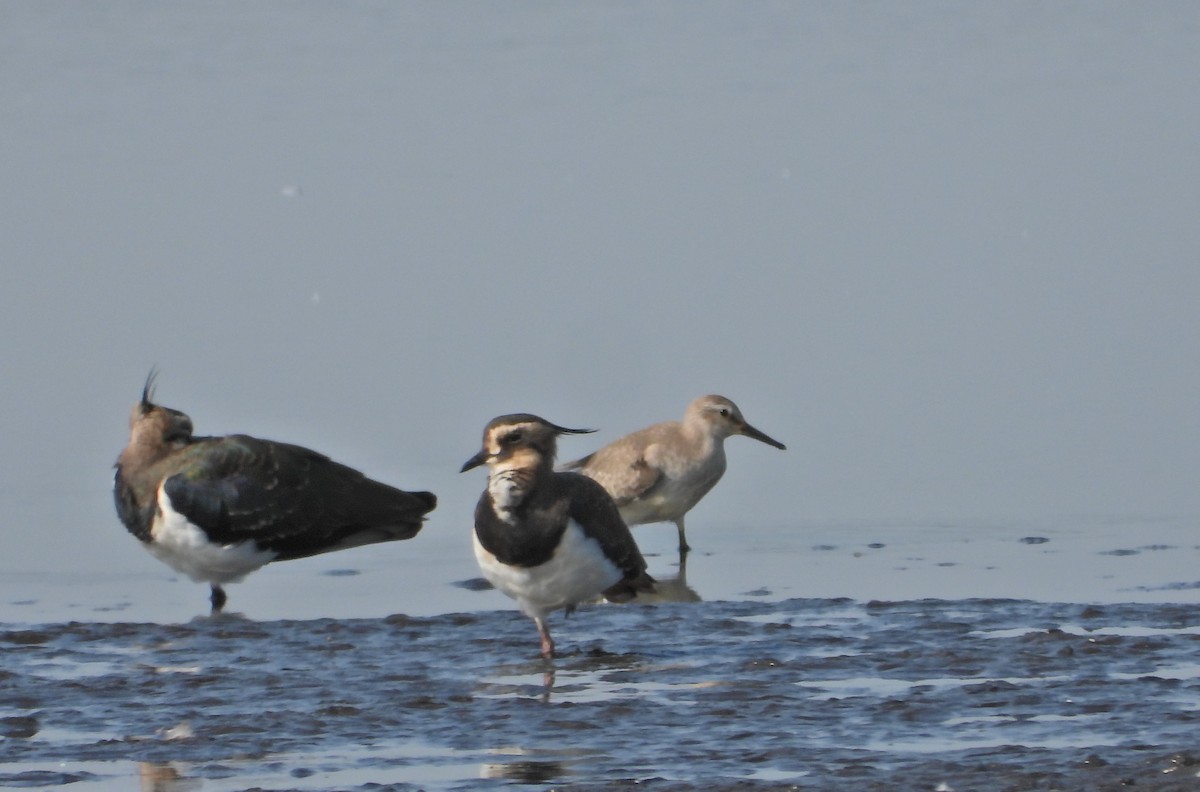 Red Knot - ML265607351