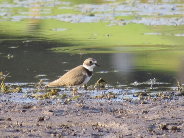 Semipalmated Plover - ML265607371