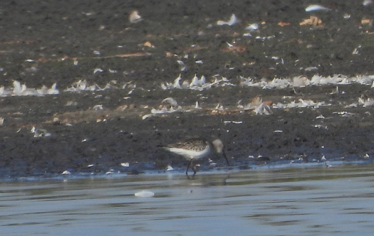 Curlew Sandpiper - ML265607391