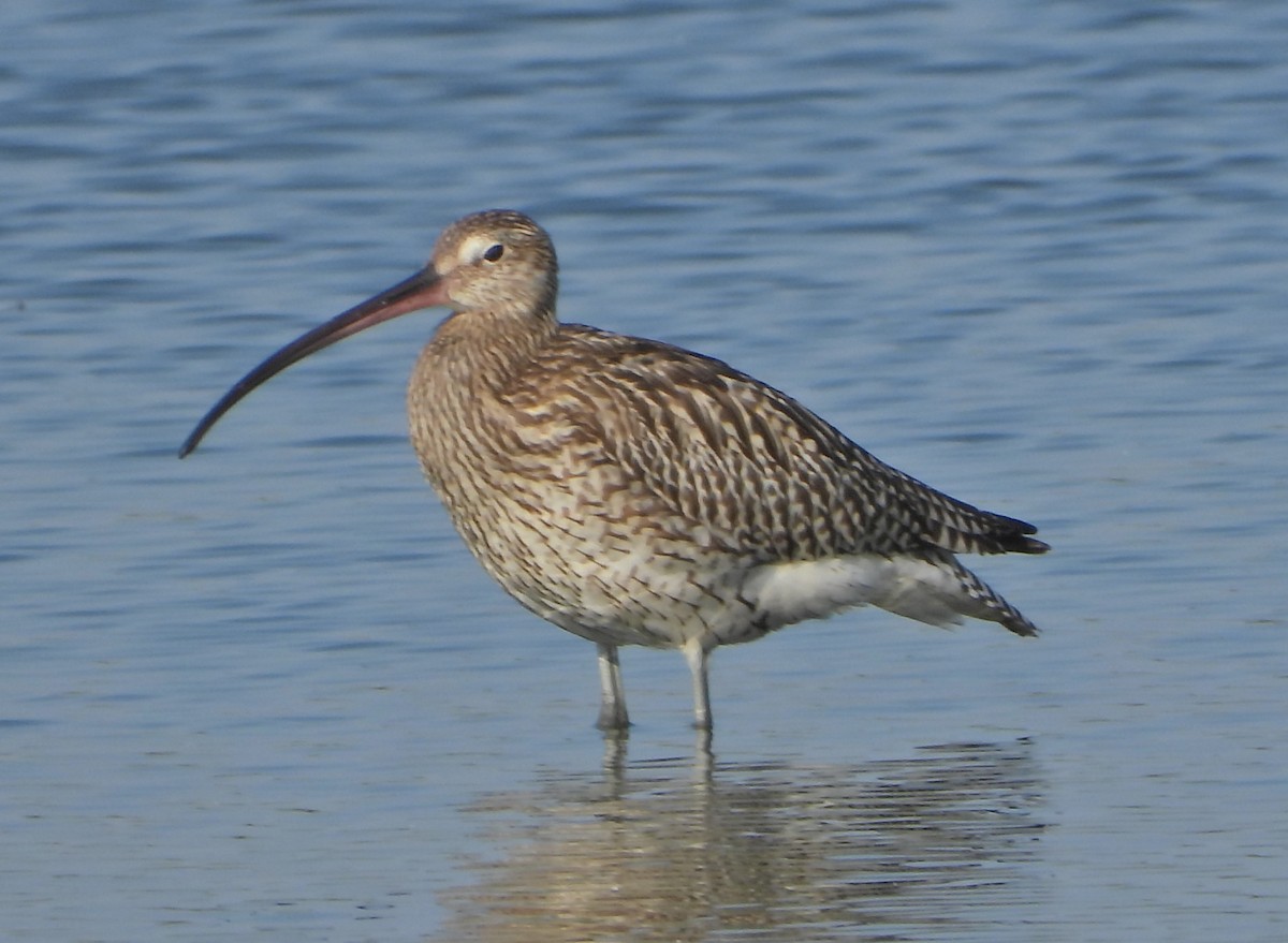 Eurasian Curlew - Bogdan  Rudzionek