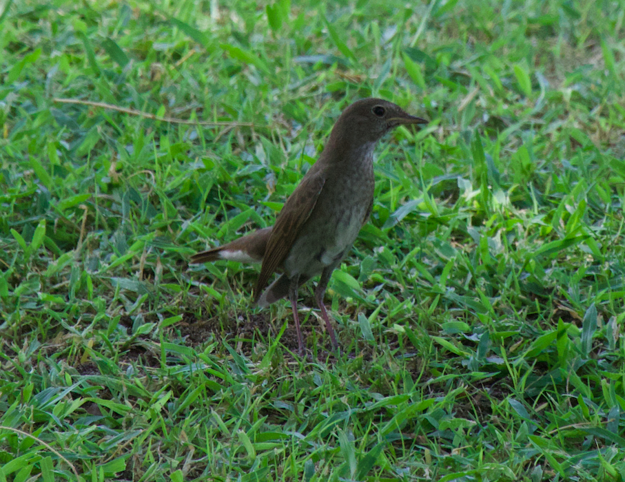 Thrush Nightingale - ML265612121
