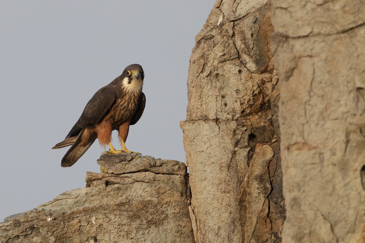 Eleonora's Falcon - Marco Valentini
