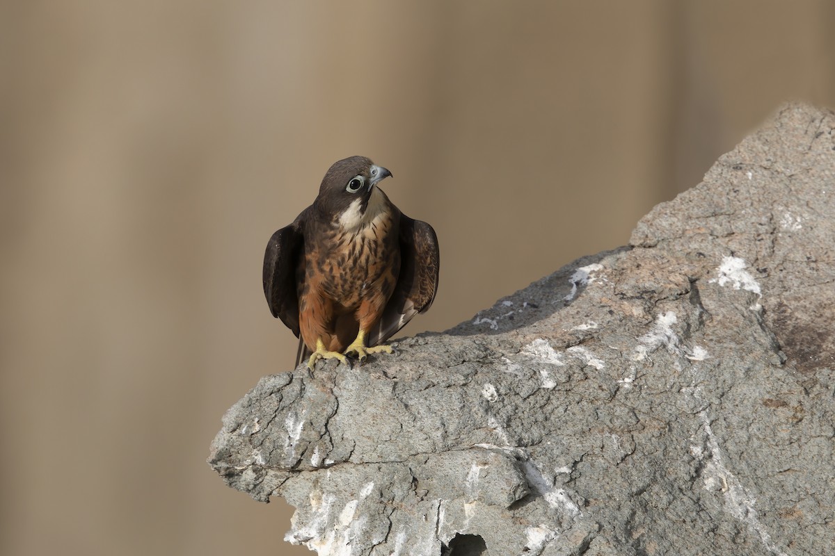 Eleonora's Falcon - ML265612831