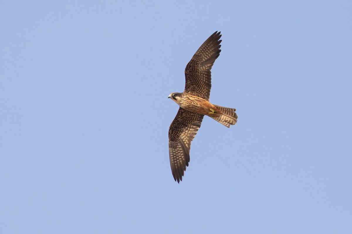 Eleonora's Falcon - ML265612921