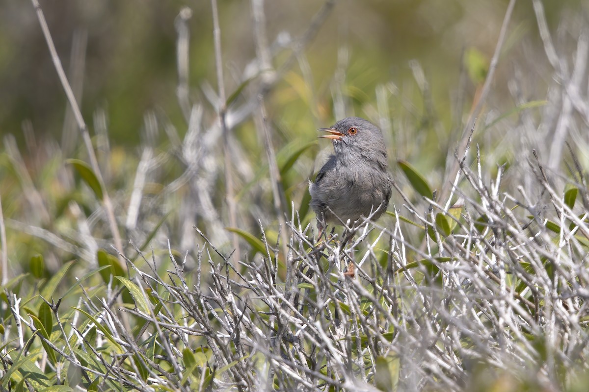 Marmora's Warbler - ML265613131