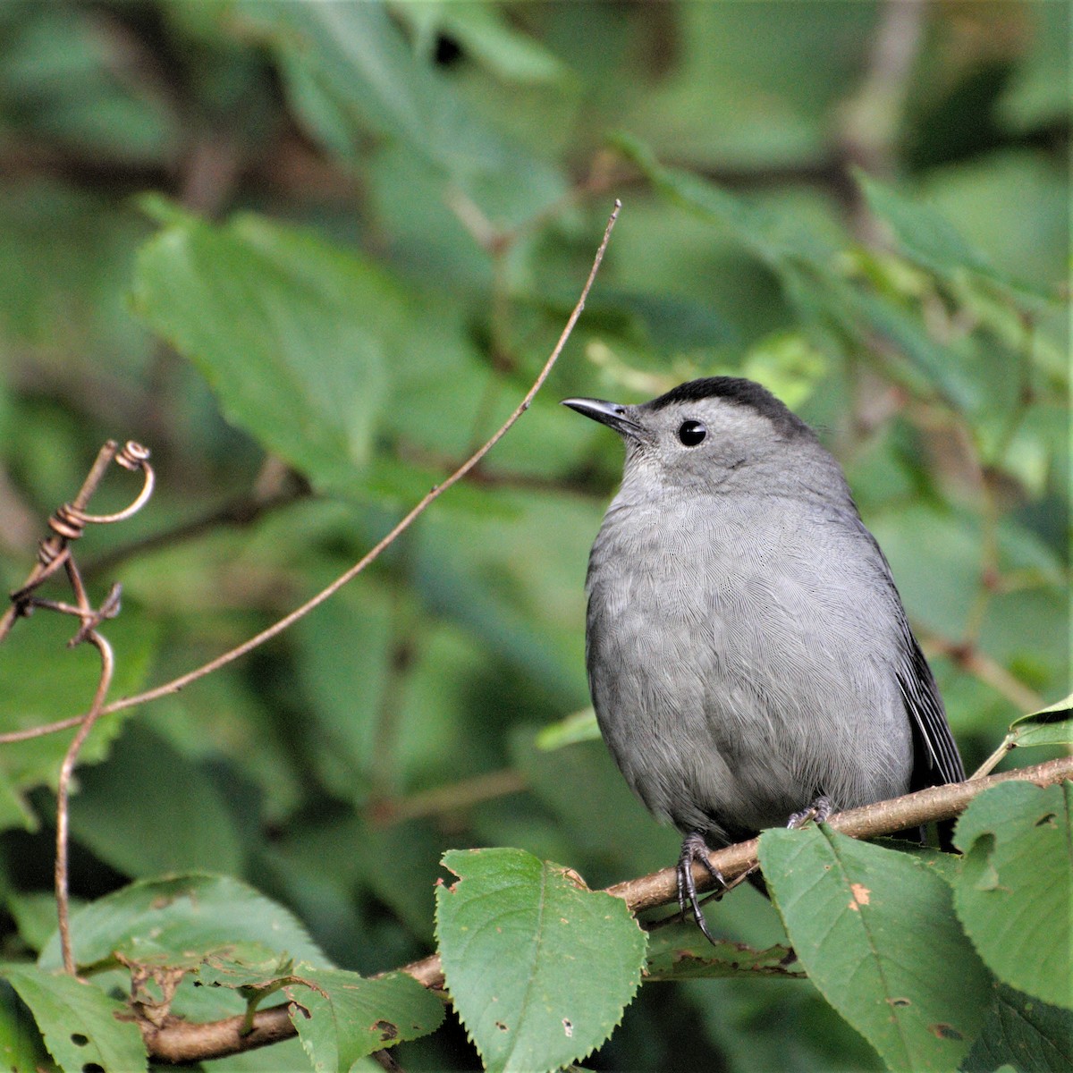 Gray Catbird - ML265613161