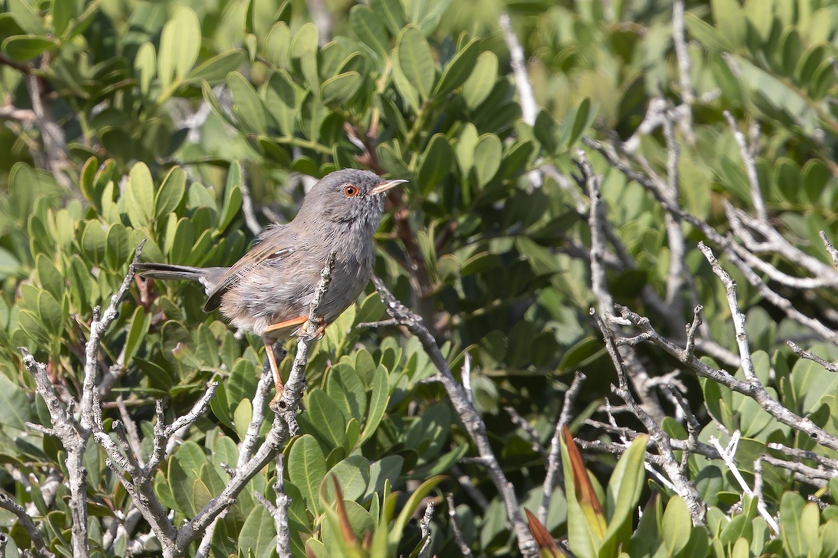 Marmora's Warbler - ML265613191