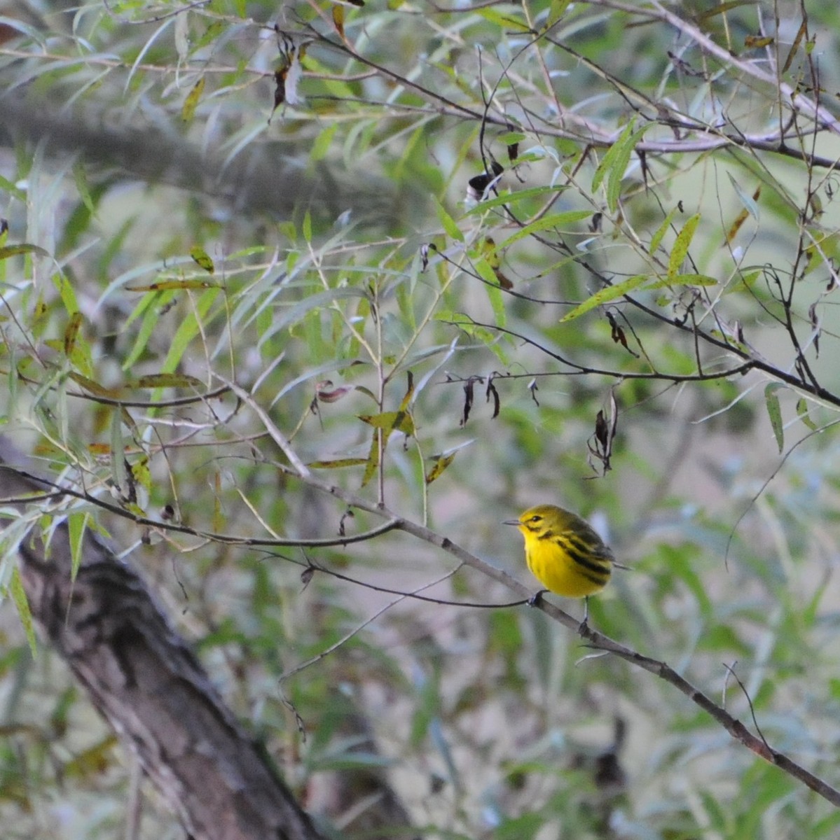 Prairie Warbler - Jordan Hinson