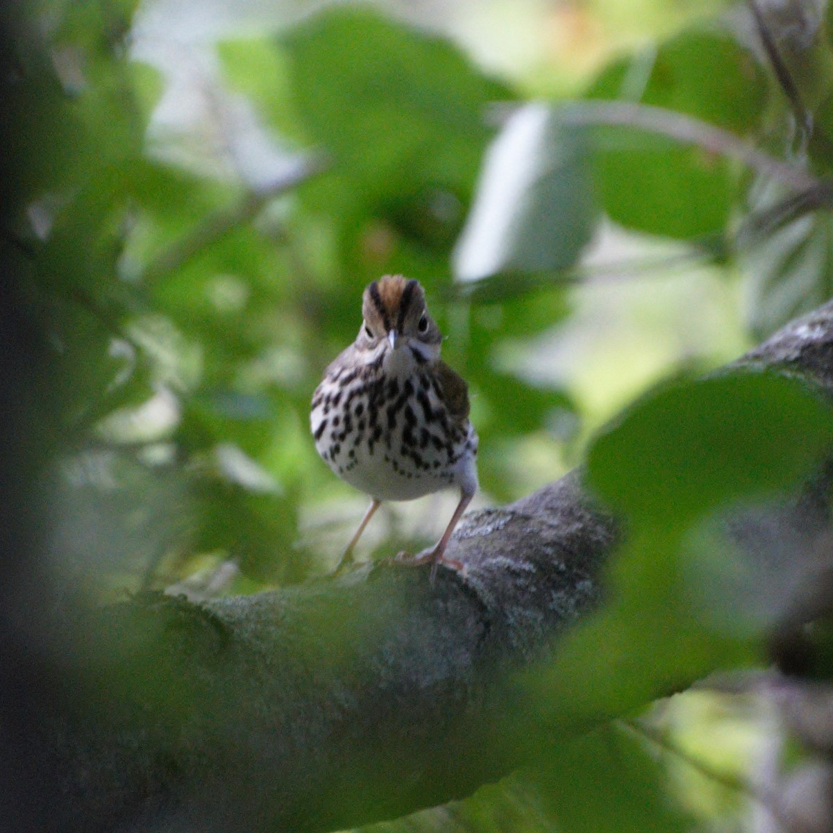 Ovenbird - Jordan Hinson