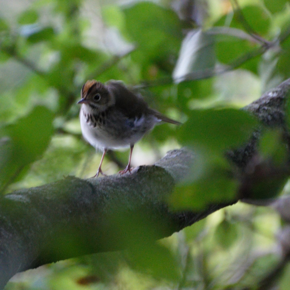 Ovenbird - ML265613571