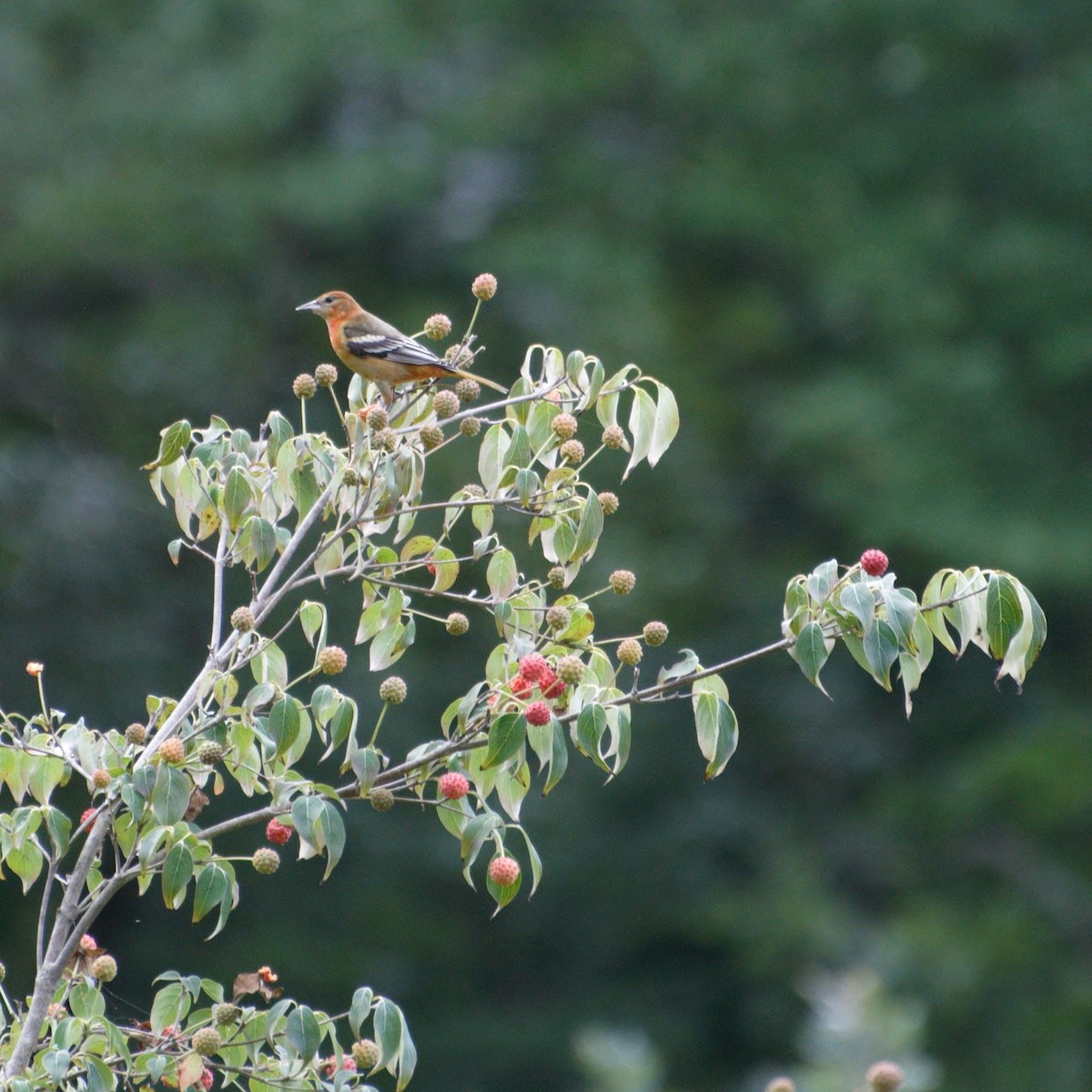 Oriole de Baltimore - ML265614421