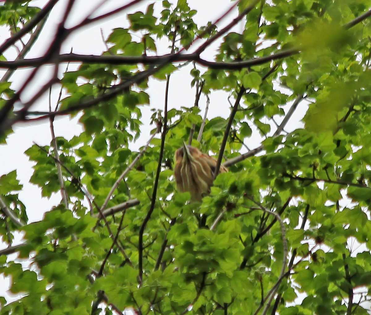 Least Bittern - ML265615071