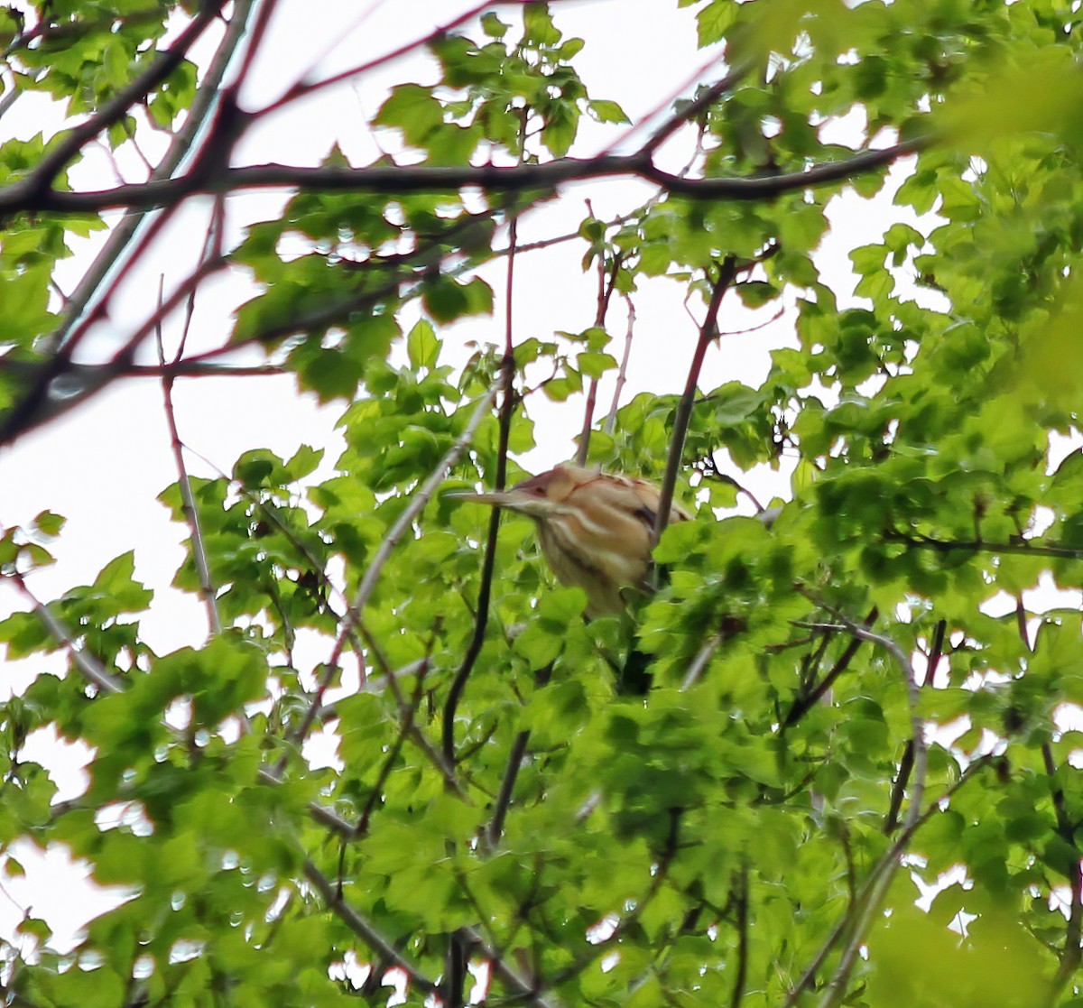 Least Bittern - ML265615081