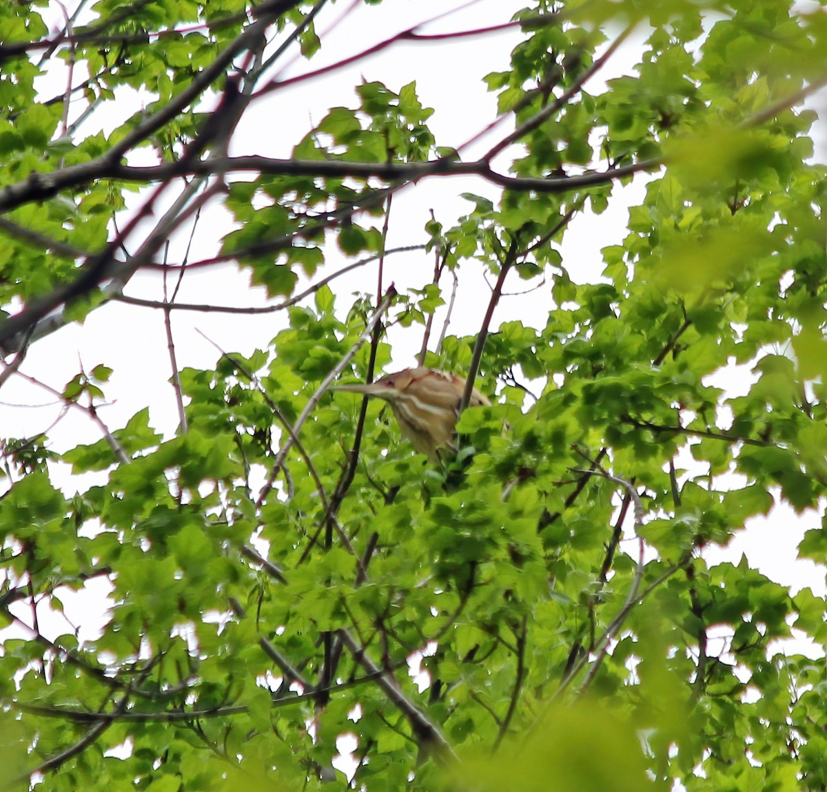 Least Bittern - ML265615091