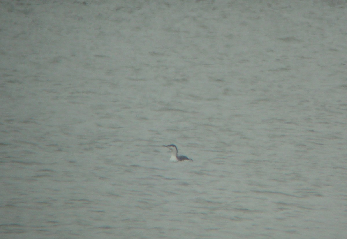 Red-throated Loon - ML265615171