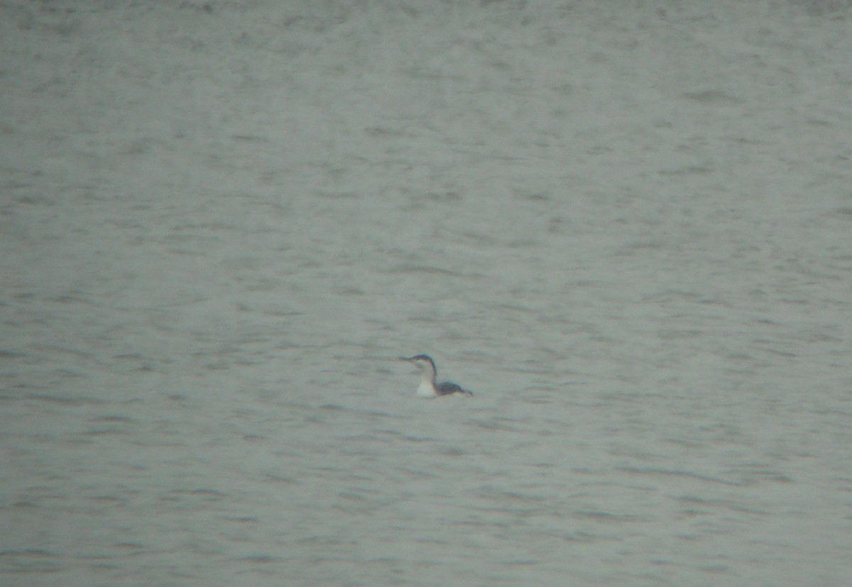 Red-throated Loon - ML265615781