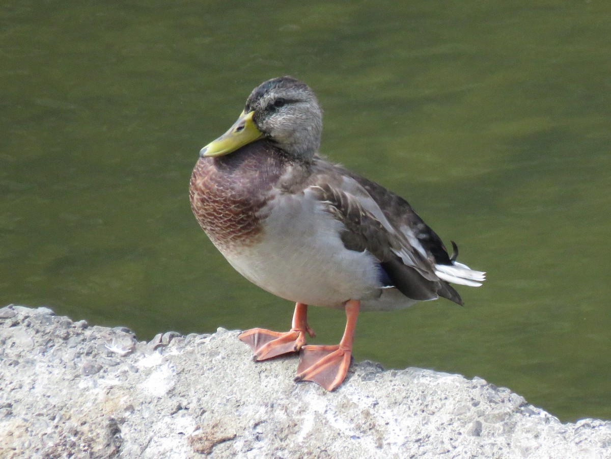 tanımsız ördek (Anatinae sp.) - ML265616471
