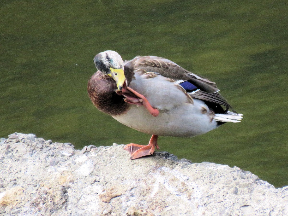 anatidé sp. (canard sp.) - ML265616481