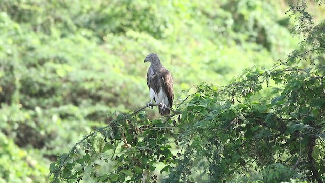 Lesser Fish-Eagle - ML265616551