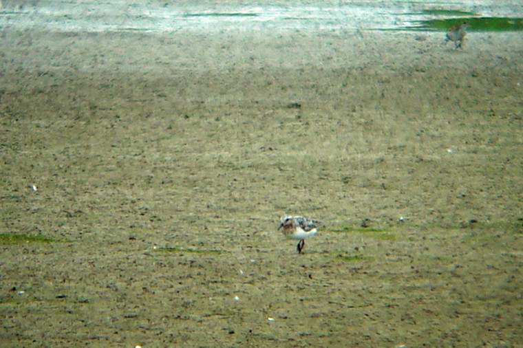 Bécasseau sanderling - ML265617361