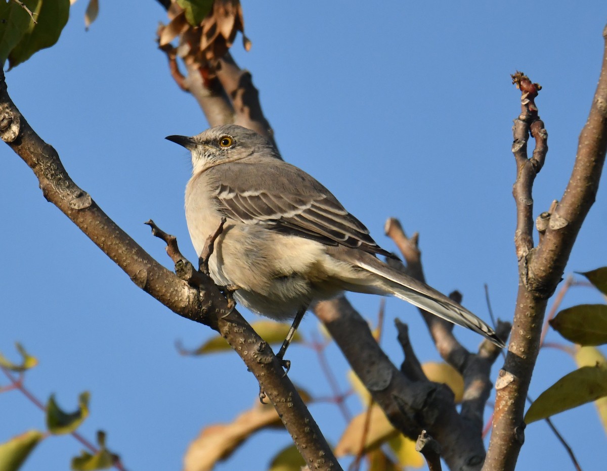 Northern Mockingbird - David Chernack