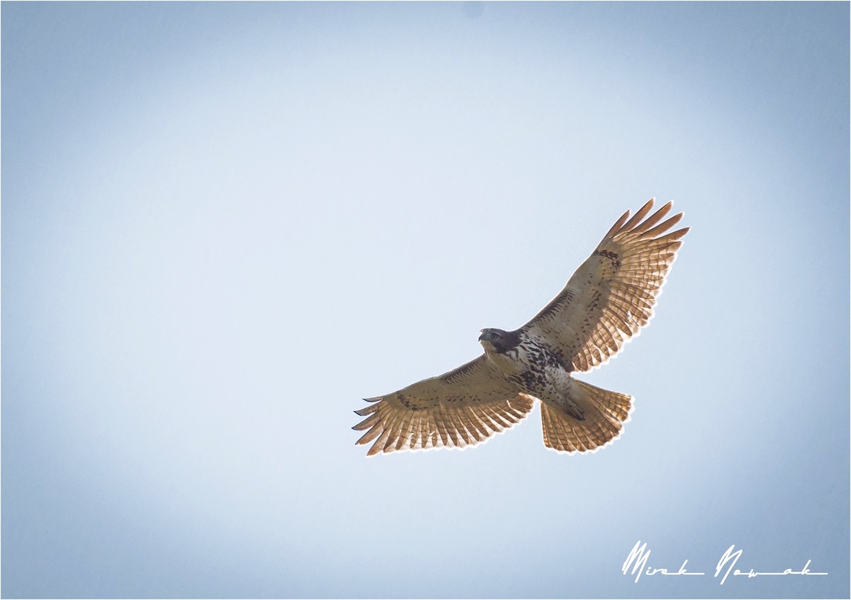 Red-tailed Hawk - ML265618751