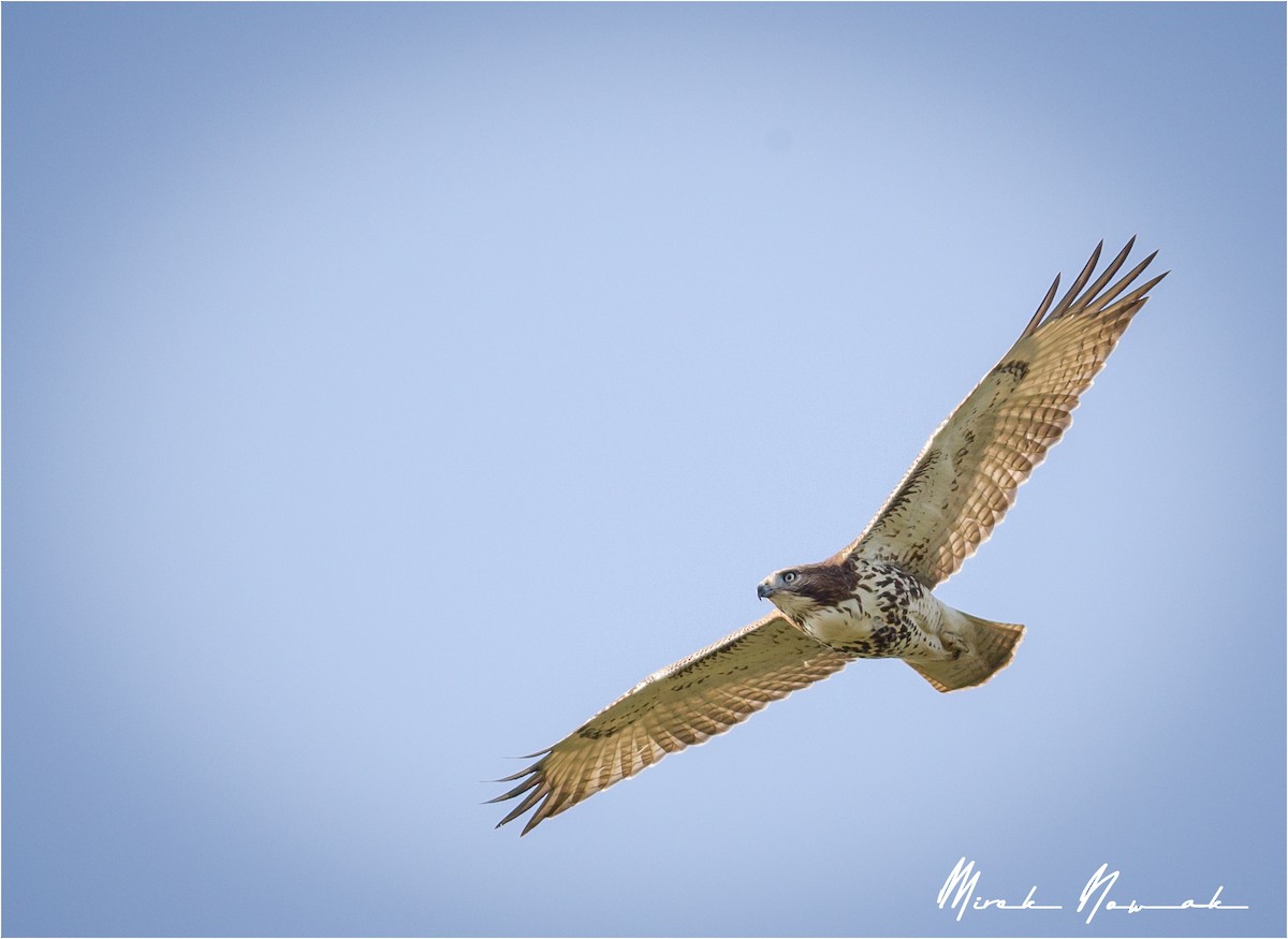 Red-tailed Hawk - ML265618761