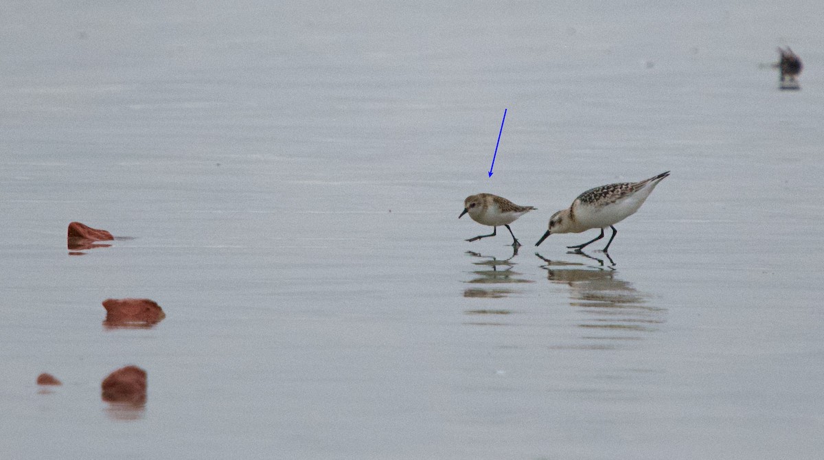 Little Stint - ML265621661