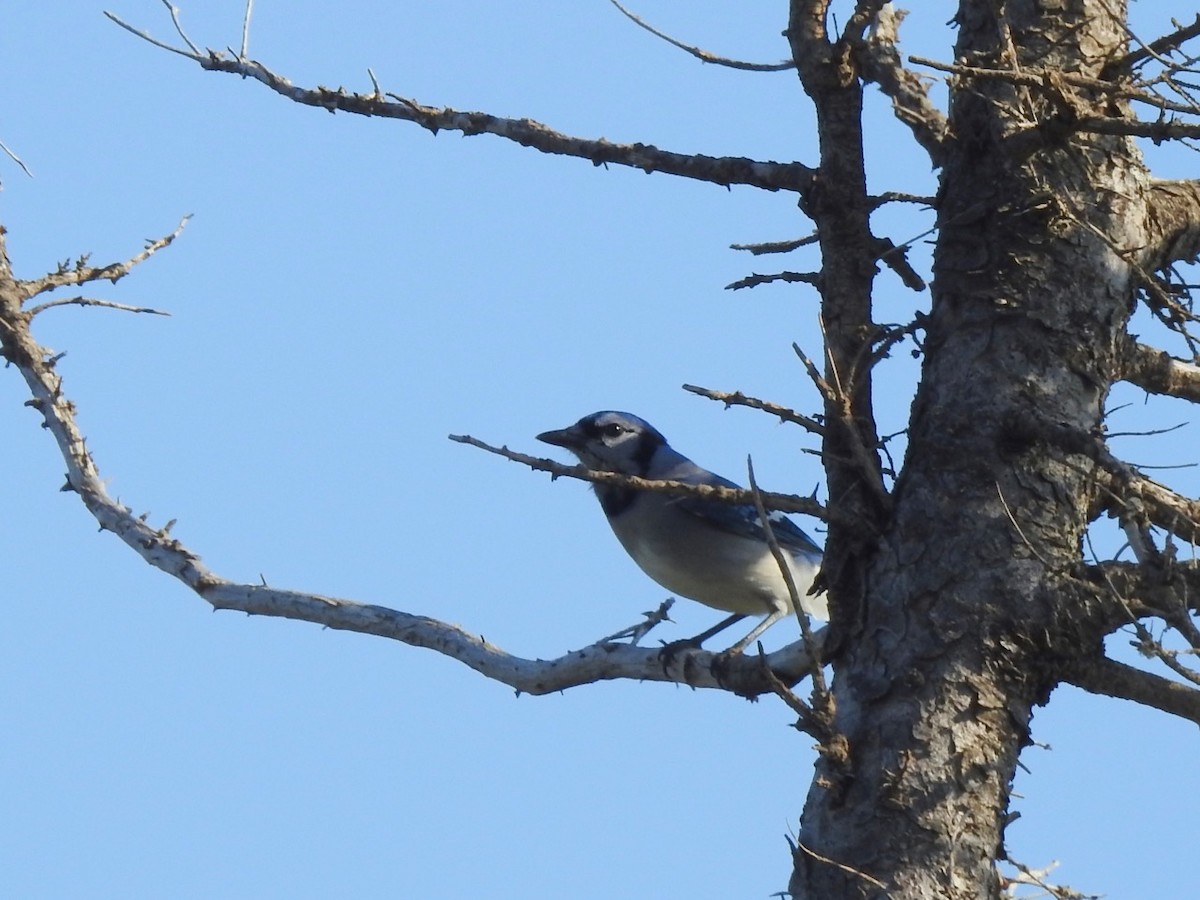 Blue Jay - ML265623611