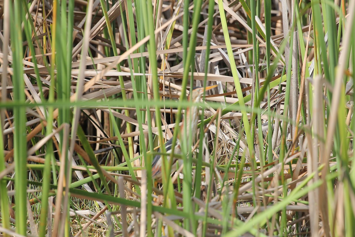 Least Bittern - ML26562591