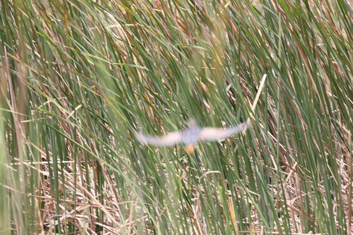 Least Bittern - ML26562601