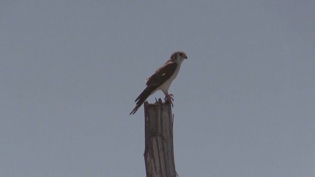 American Kestrel (Cuban) - ML265626721