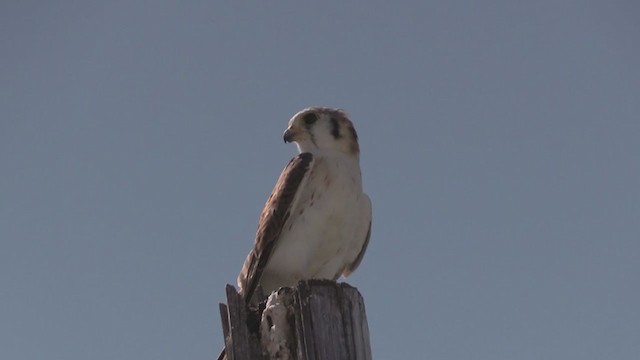 アメリカチョウゲンボウ（sparverioides） - ML265627511