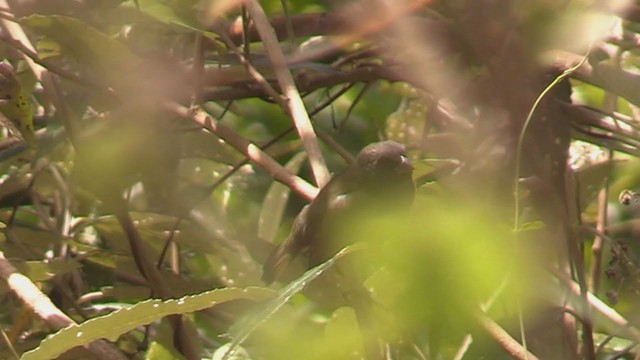 Black-faced Grassquit - ML265627681