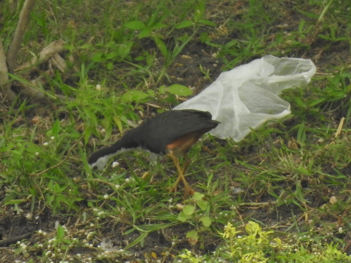 White-breasted Waterhen - ML265628081