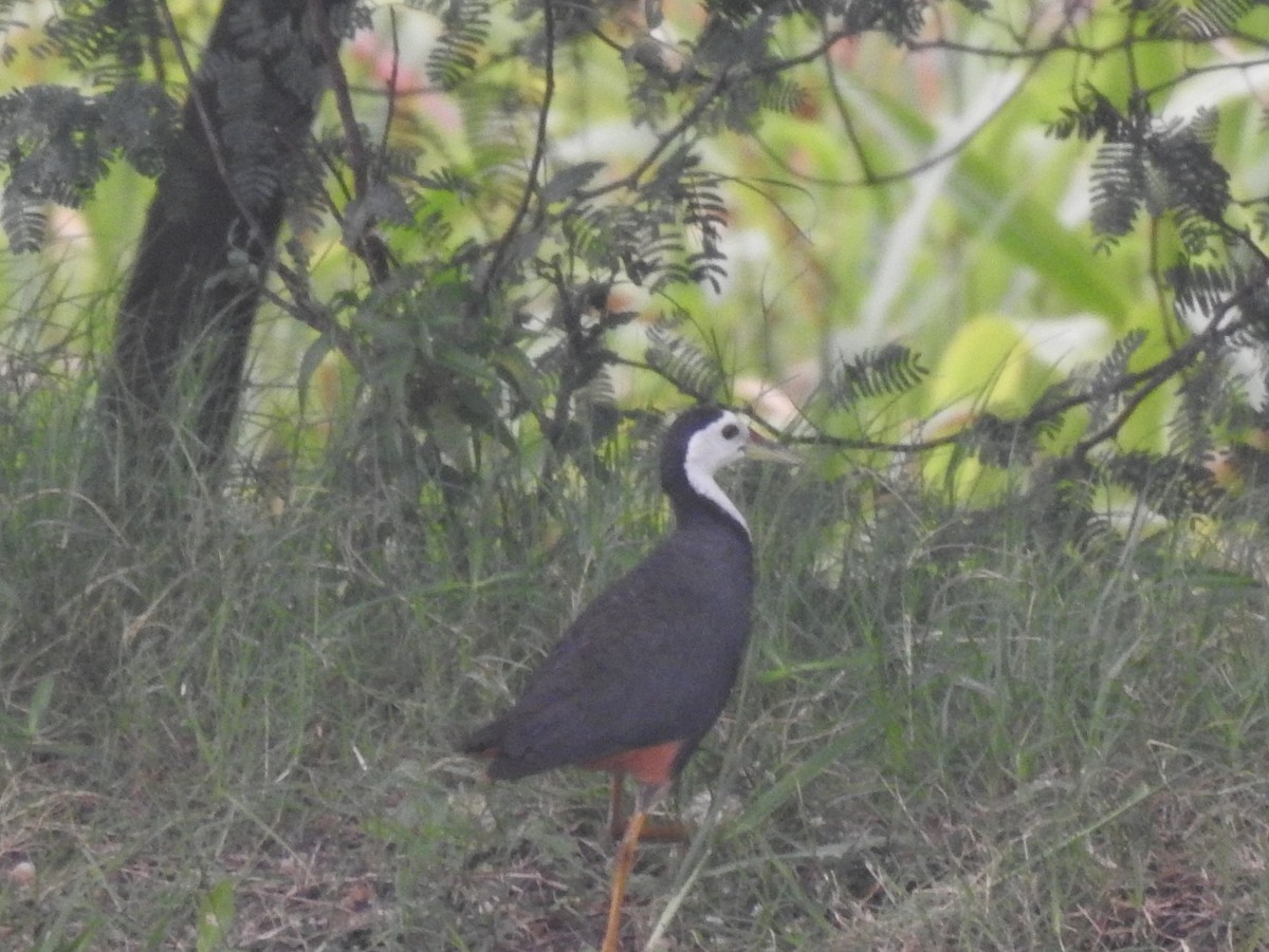 White-breasted Waterhen - ML265628091