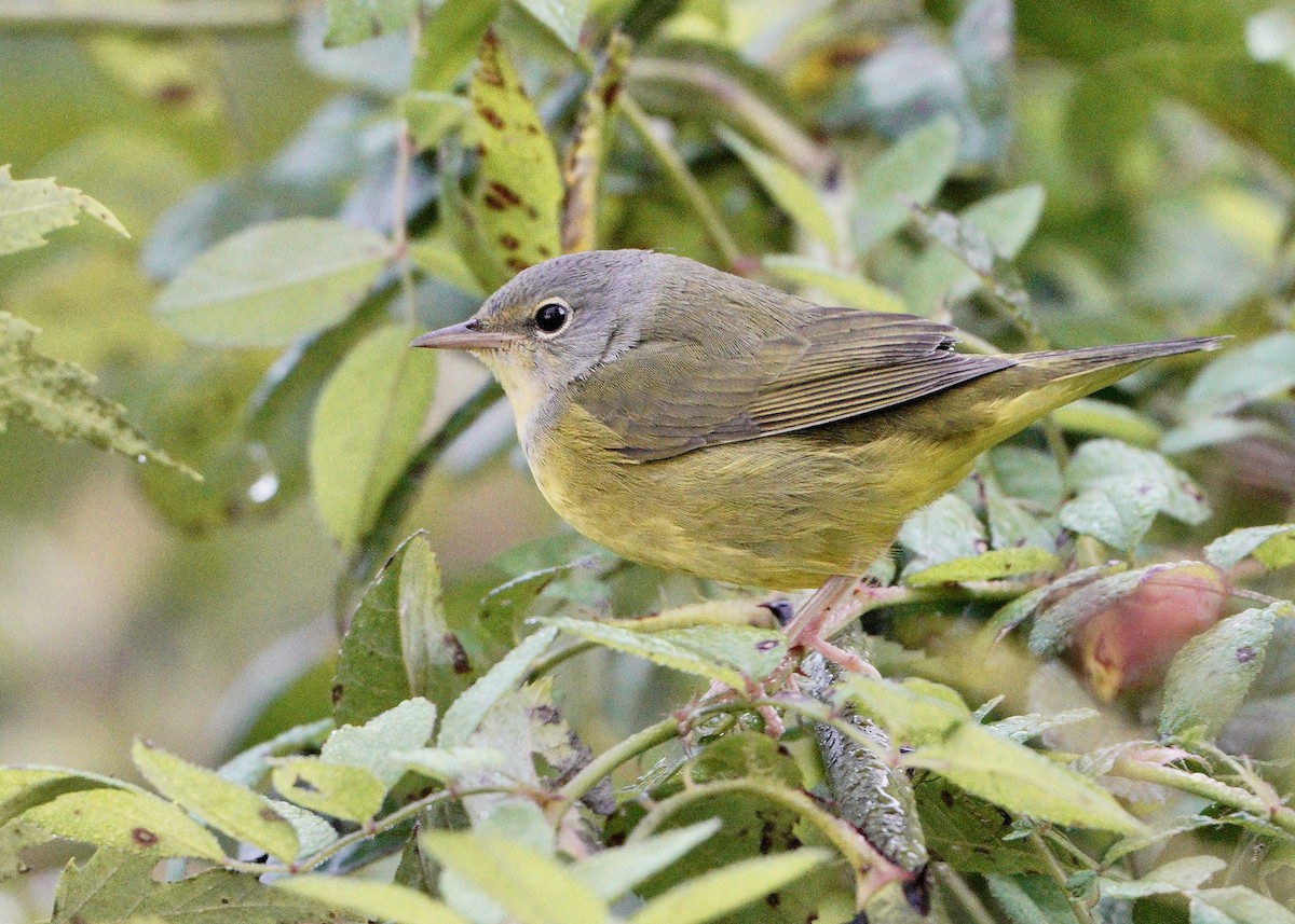 Mourning Warbler - ML265628191