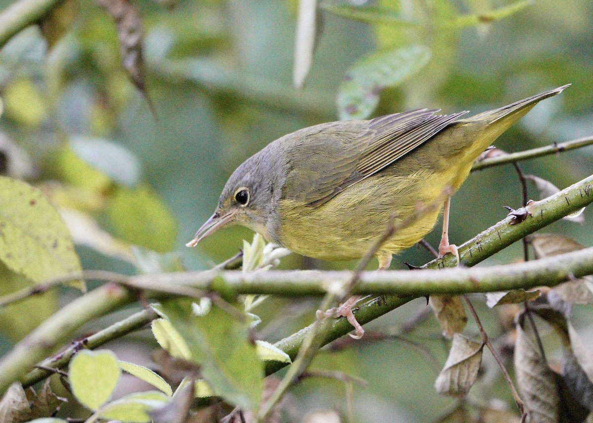 Mourning Warbler - ML265628541