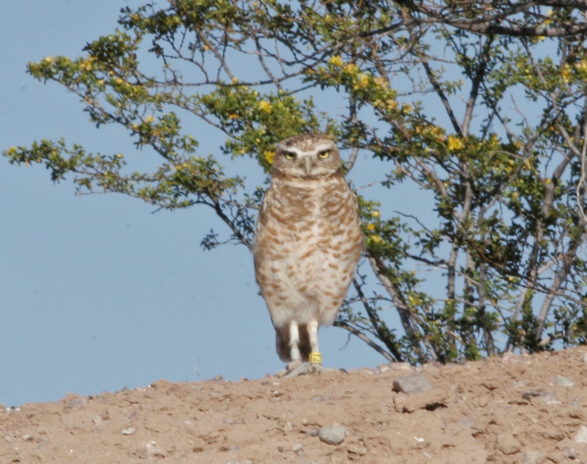 Burrowing Owl - ML26563161