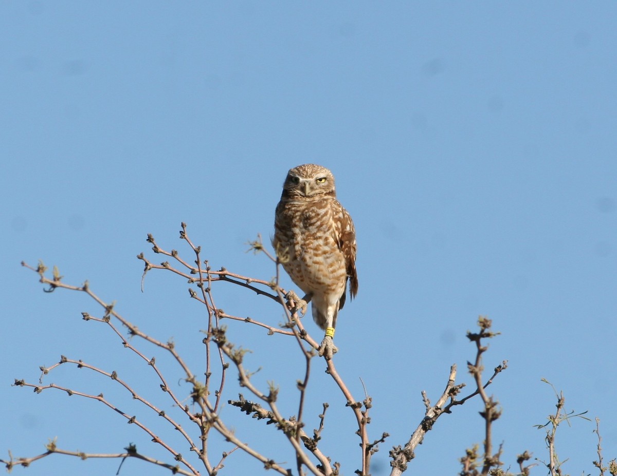 Burrowing Owl - ML26563171