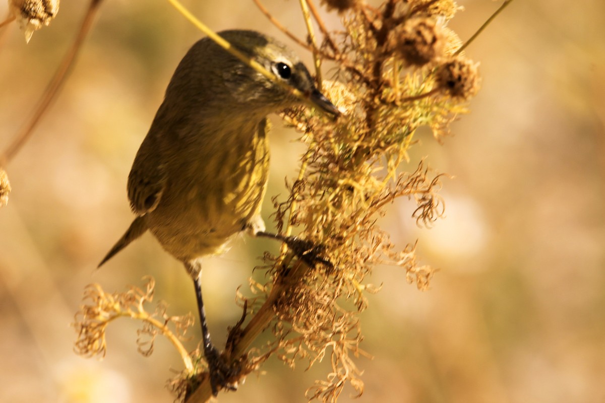 Orange-crowned Warbler - ML265631791