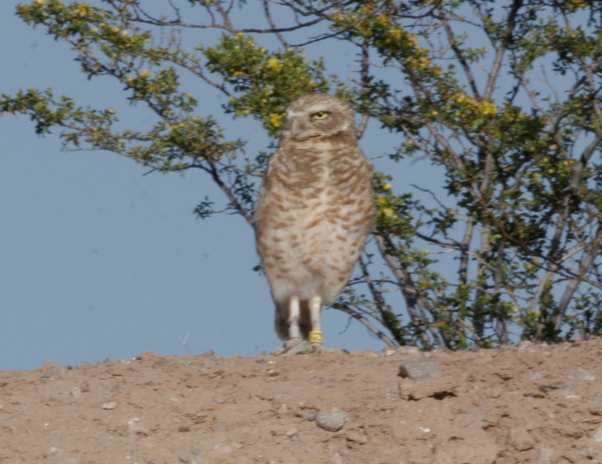 Burrowing Owl - ML26563181