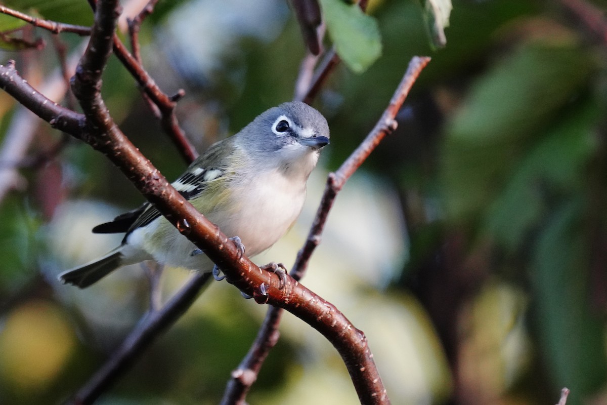 Blue-headed Vireo - ML265633191