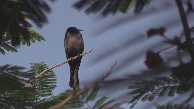 Cuban Blackbird - ML265633991