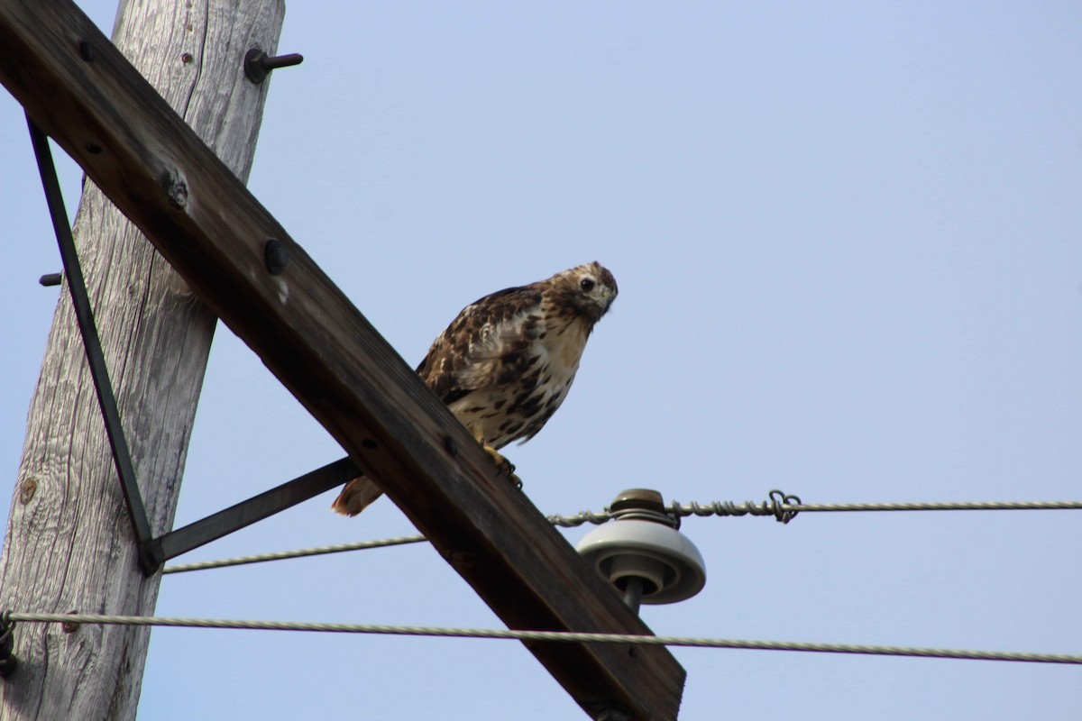 Red-tailed Hawk - ML265634371