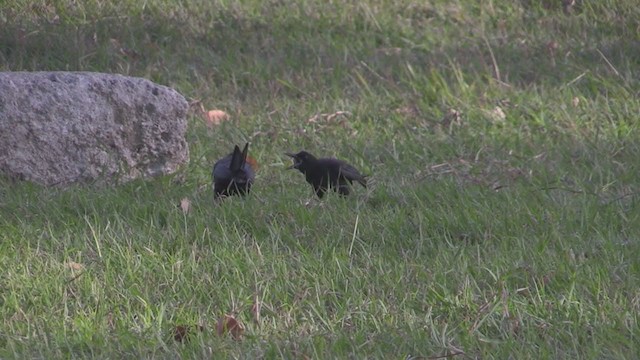 Greater Antillean Grackle - ML265634711