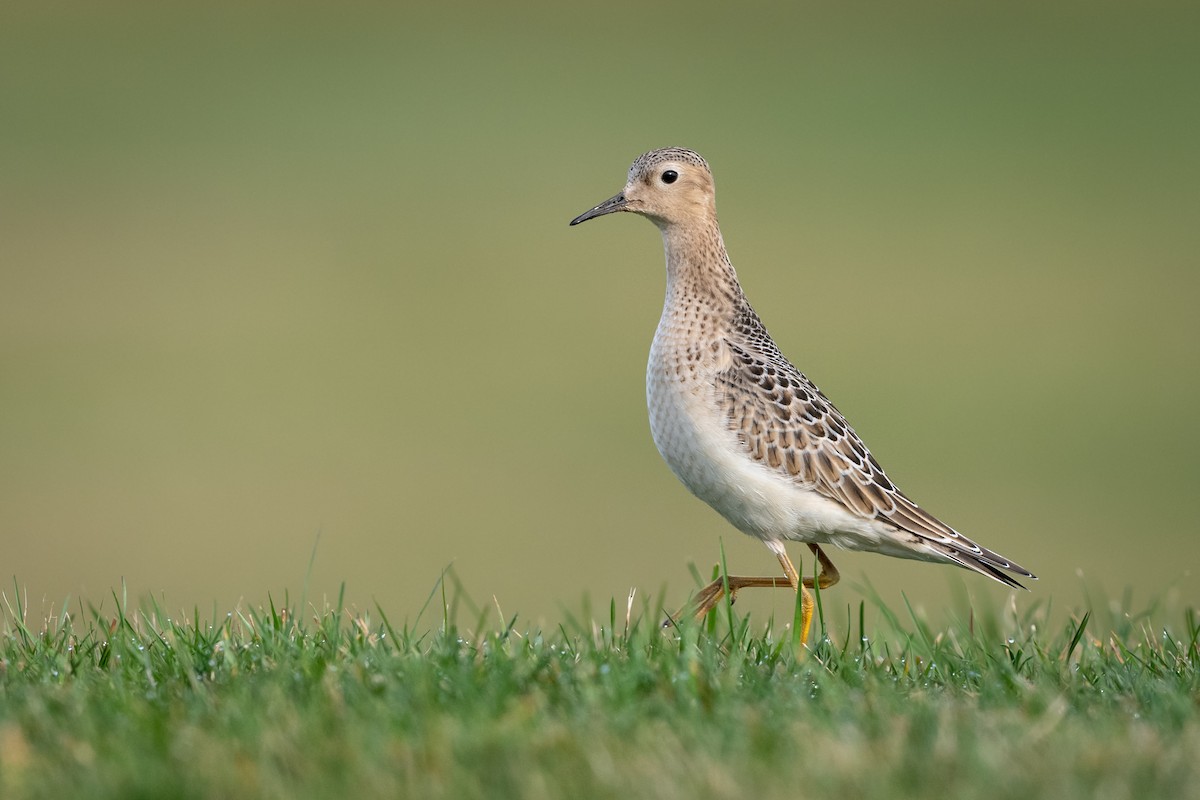 Buff-breasted Sandpiper - Jason Dain