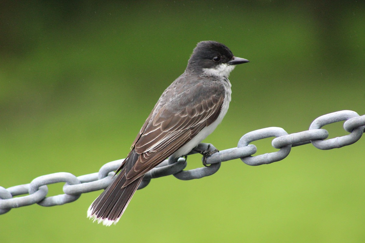 Eastern Kingbird - ML265634951