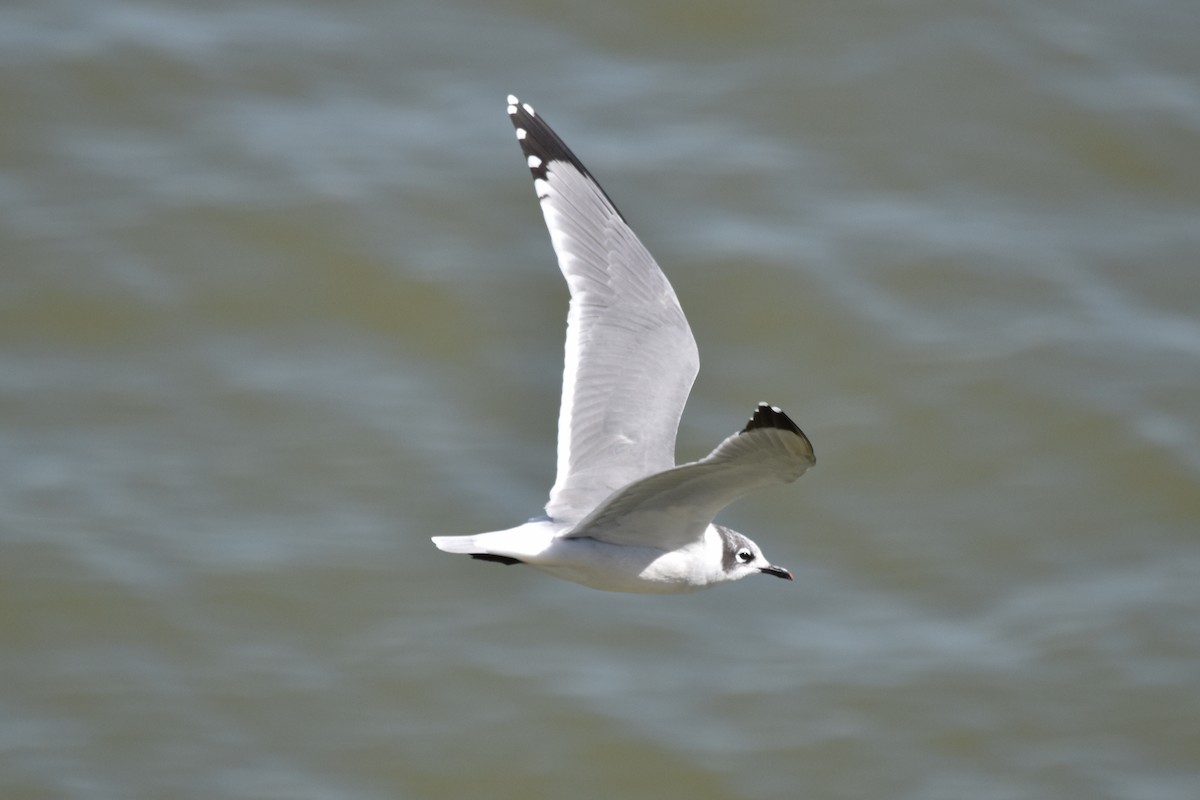 Franklin's Gull - ML265635511