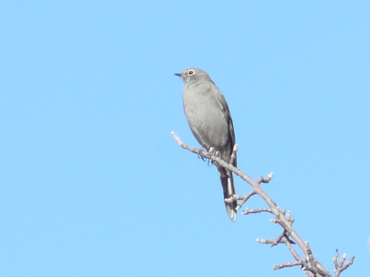Townsend's Solitaire - ML265635831